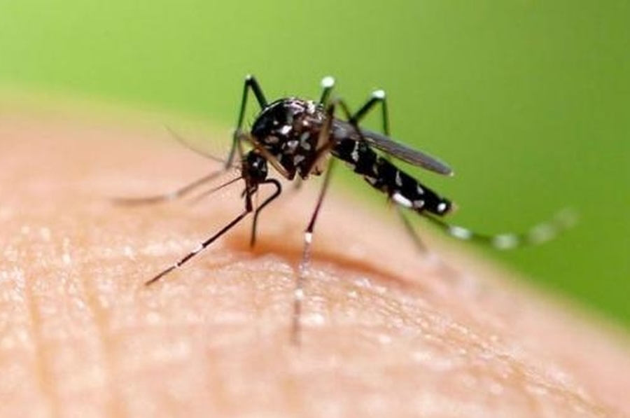 Se registraron 21 casos de dengue en la ciudad de Santa Fe y totaliza 999 positivos