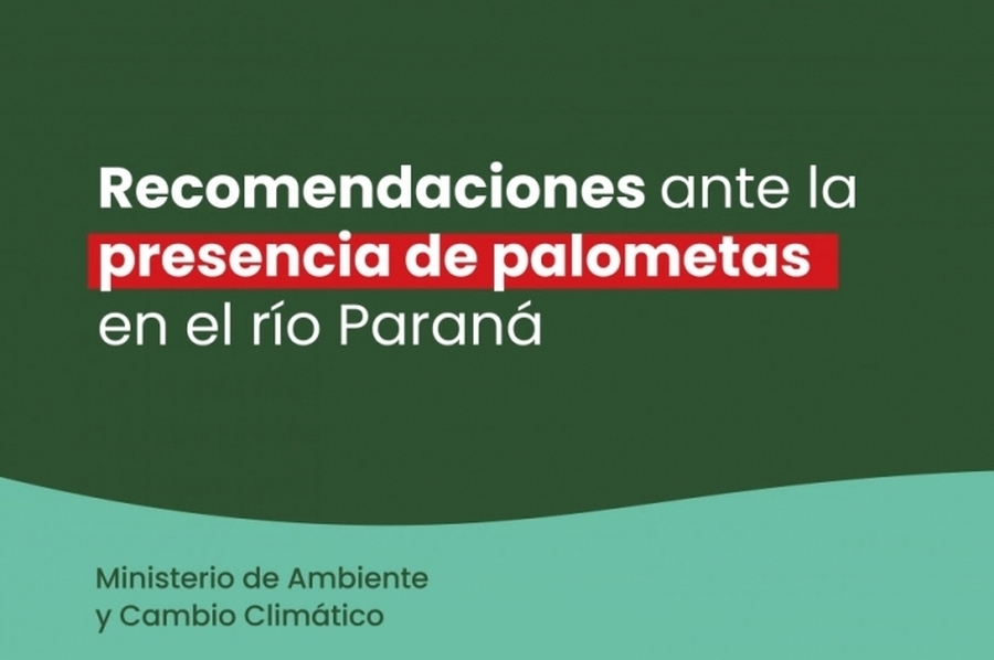 Brindan recomendaciones ante la presencia de palometas en el río Paraná