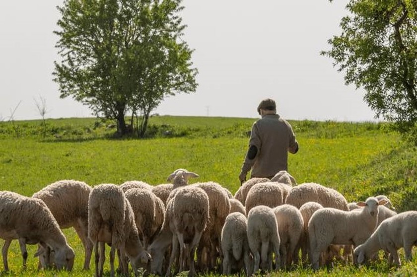 ¿Cerraste las ovejas o andás corriendo liebres?