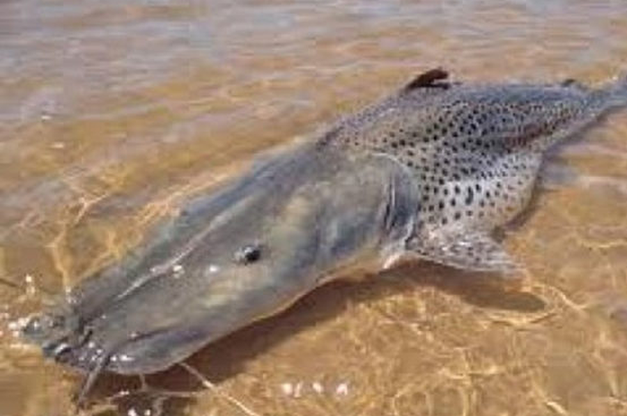 Desde el 1 de noviembre rige la veda de pesca del surubí