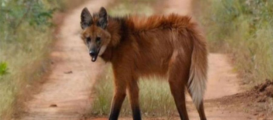 Santa Fe apuesta a proteger la Fauna Silvestre