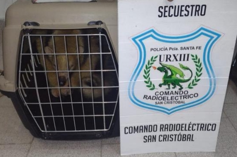 Rescataron un Oso Melero en San Cristóbal