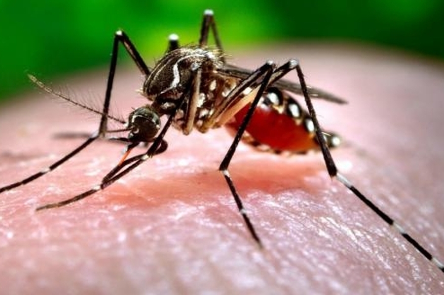 En una semana aumentaron más del 50% los casos de dengue en Santa Fe
