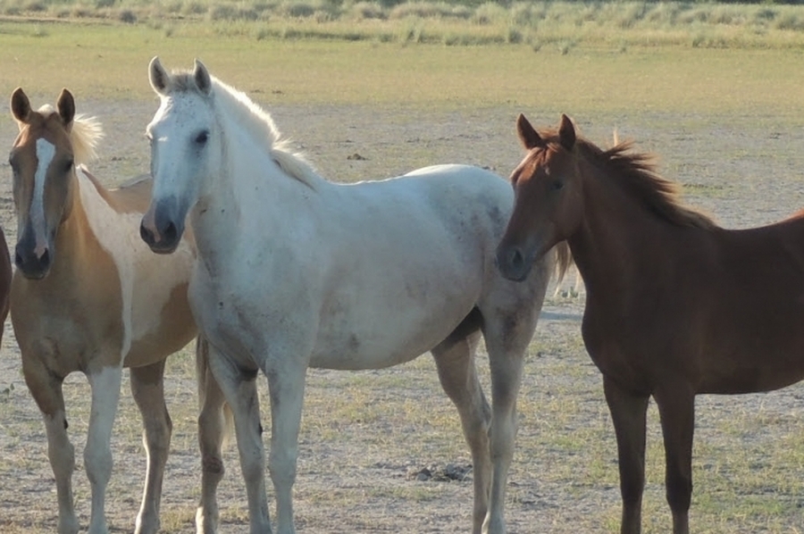 La provincia confirmó un caso de encefalomielitis equina en San Cristóbal