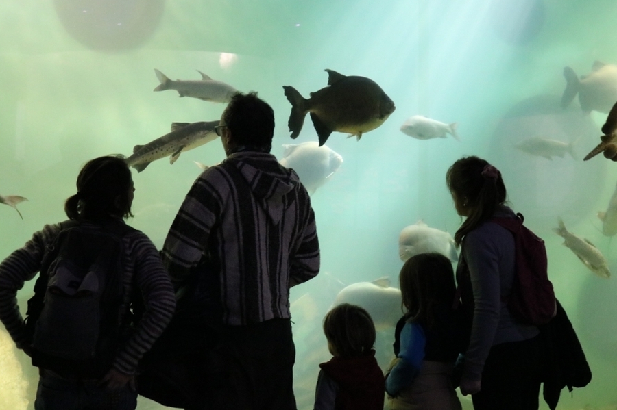 El Acuario del Río Paraná batió récord de visitas en vacaciones de invierno