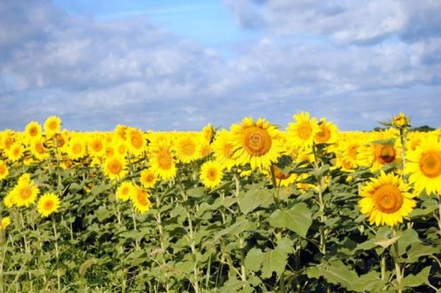 Finalizó la cosecha de girasol en el centro-norte santafesino, con aumento de la producción