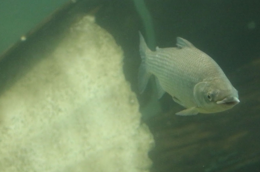 Por qué es importante limitar la exportación de peces del río Paraná