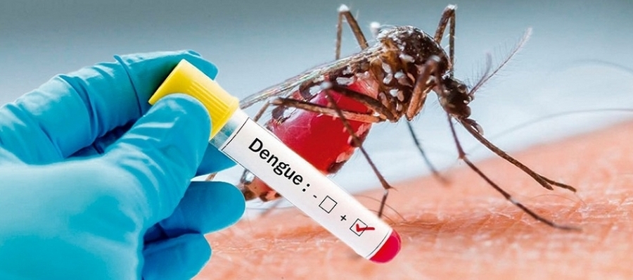 Nuevos casos de dengue