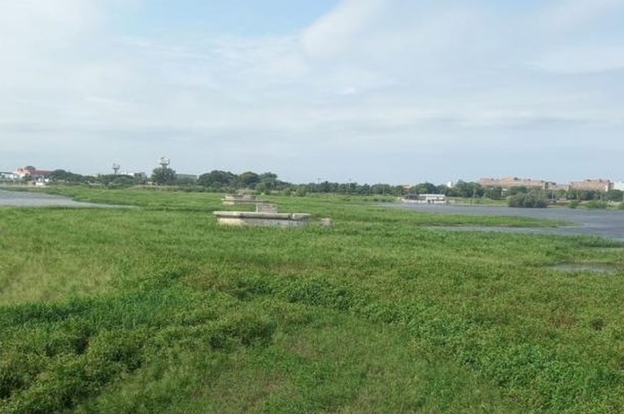 Comenzará la remoción controlada de los embalsados de la Laguna Setúbal
