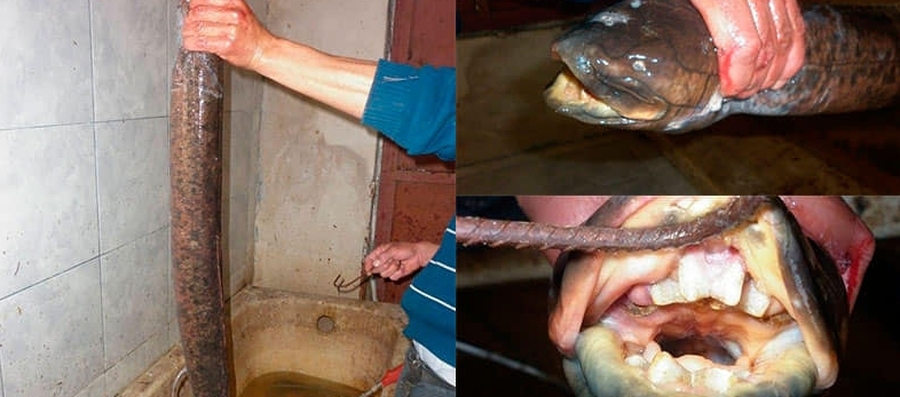 Capturan una extraña especie en una arrocera De Colonia Teresa...