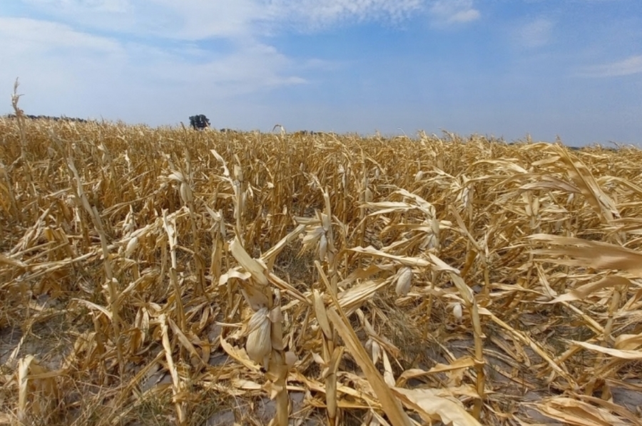 Hasta el 28 de febrero de 2023 se podrán solicitar los certificados de emergencia agropecuaria