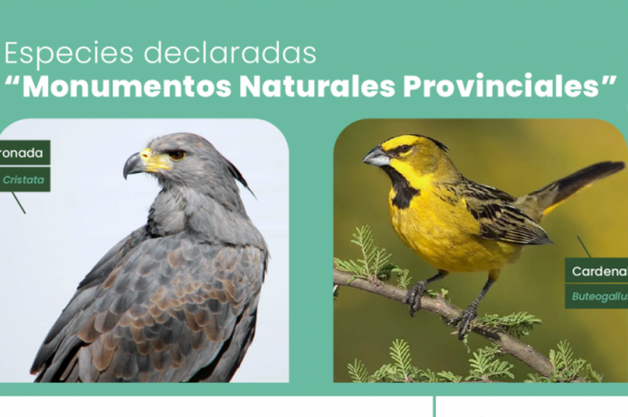 Dos nuevos monumentos naturales protegidos por Ley: cardenal amarillo y águila coronada