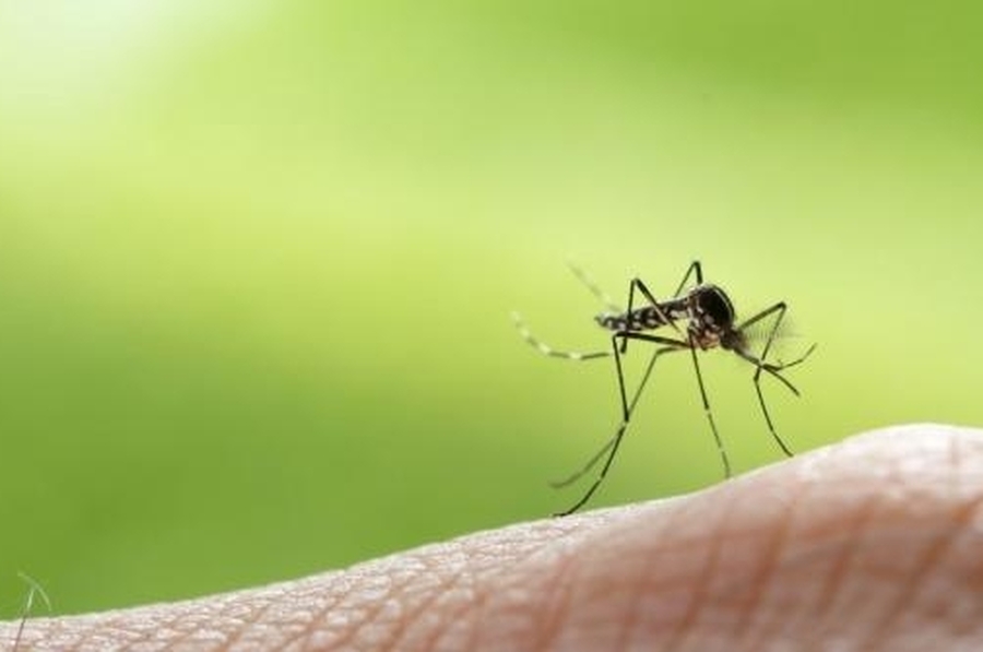 Los casos de dengue superan los 2000 en la provincia, pero bajaron el 93% en relación al año pasado