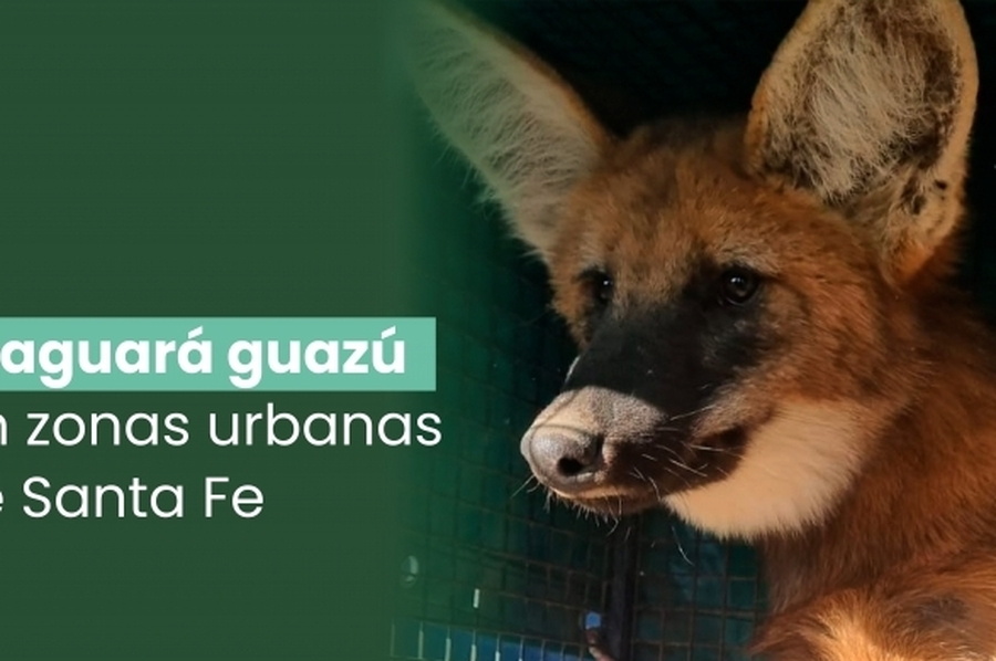 Liberaron dos aguará guazú en una reserva provincial