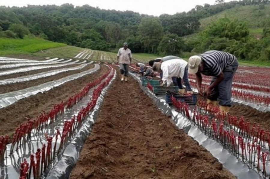 Medidas fiscales y crediticias para que las economías cordilleranas puedan afrontar las heladas