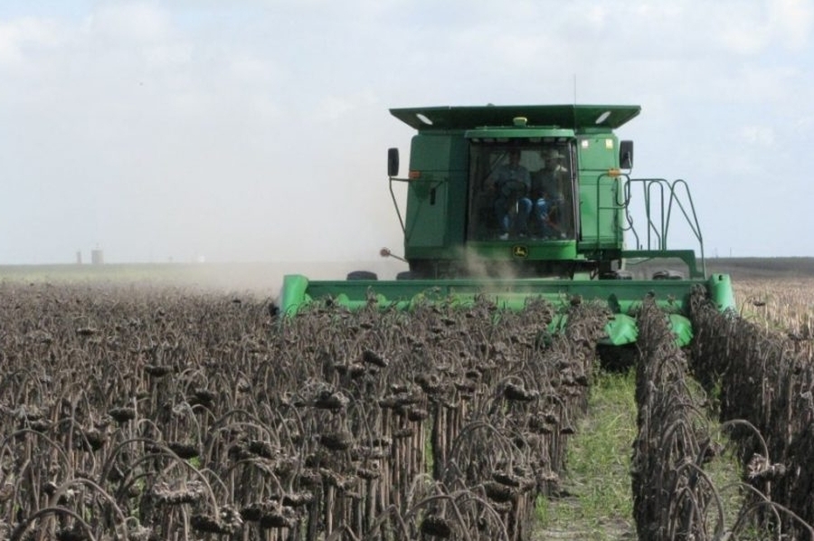 Comenzó la cosecha del girasol y se esperan rendimientos por debajo del promedio
