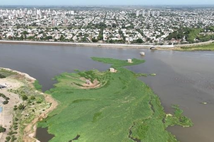 Advierten por los riegos del desprendimiento del camalotal que se formó en los piletones de la Laguna Setúbal