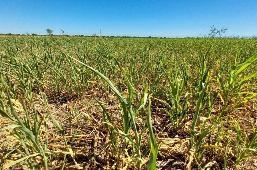 Instan a avanzar en la nueva Ley de Emergencia Agropecuaria para dar respuestas efectivas al sector