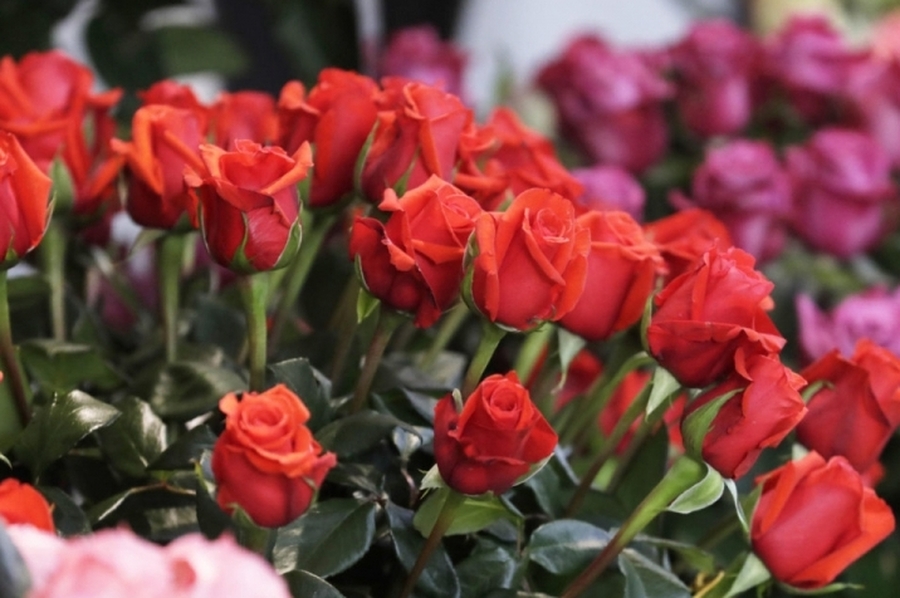 El otro lado de San Valentín: Guatemala exportará ocho millones de rosas por los festejos del Día de los Enamorados