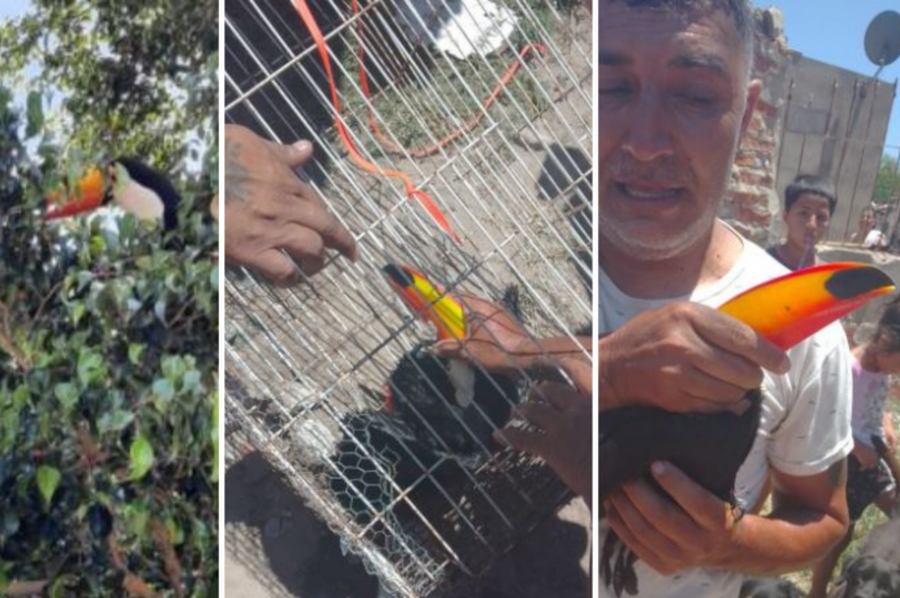 ¡Insólito! Encontraron un tucán en Alto Verde