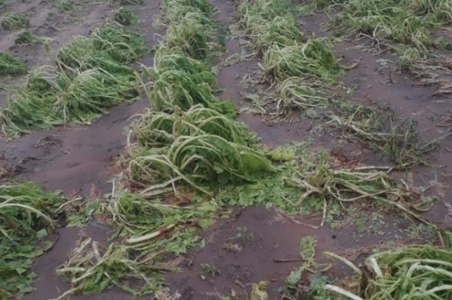 La tormenta provocó desmanes en el sector de quintas de la ciudad: hubo zonas con 100% de pérdidas
