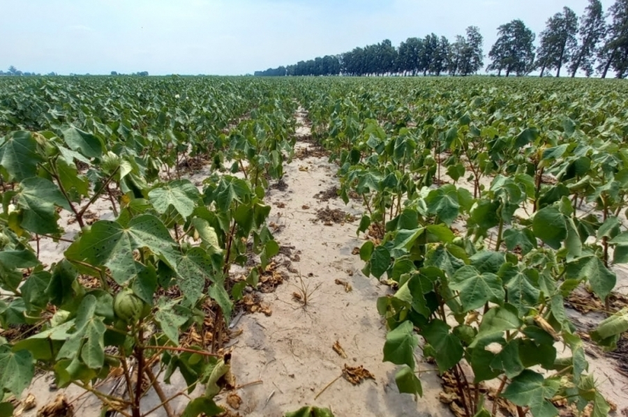 Hasta el 31 de marzo habrá tiempo para solicitar los certificados de emergencia agropecuaria