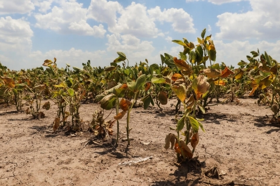 Se establece una prórroga en la emergencia agropecuaria por sequía en el norte provincial