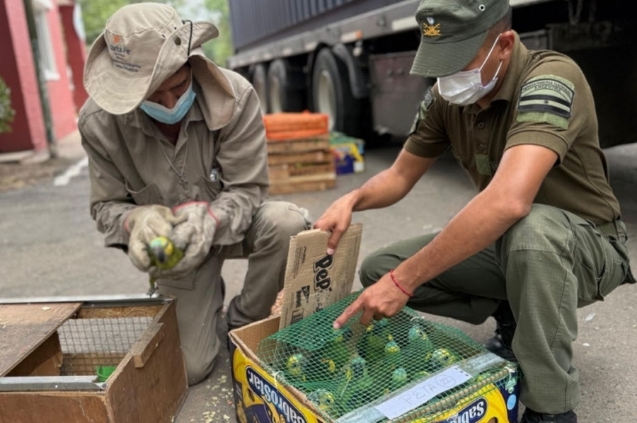 Ambiente: Provincia recibió más de 500 animales silvestres decomisados