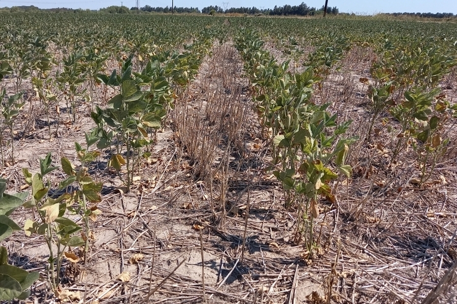Emergencia Agropecuaria: La provincia prorrogó el plazo de presentación de declaraciones juradas hasta el 15 de abril