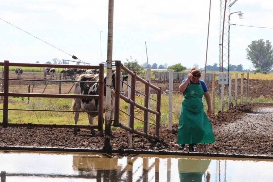 Santa Fe lidera las exportaciones lácteas y consolida el crecimiento del sector