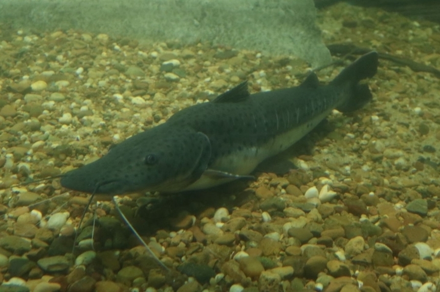 Santa Fe establece la veda para la pesca de surubí