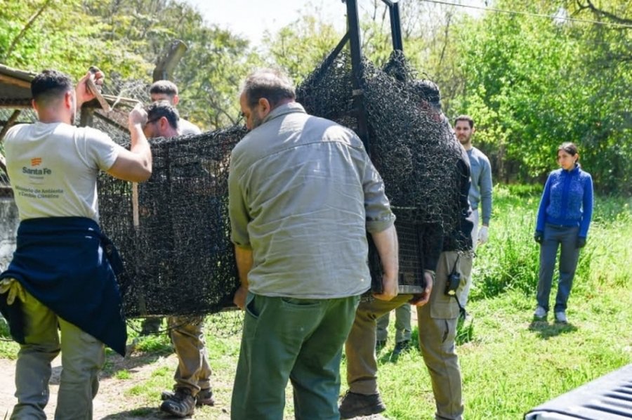 Rescatan a un aguará guazú en Rosario y activan el protocolo de protección de especies amenazadas