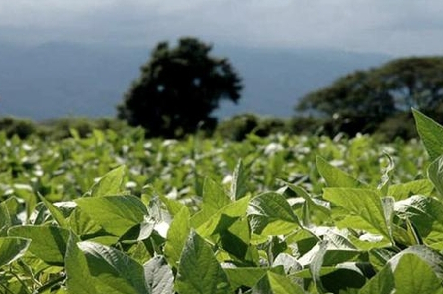 Las lluvias mejoraron las perspectivas sojeras en el centro-norte de Santa Fe