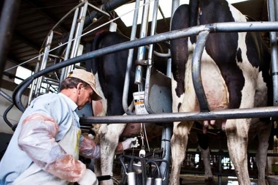 Tamberos pedirán un “Dólar Leche” para mejorar la rentabilidad
