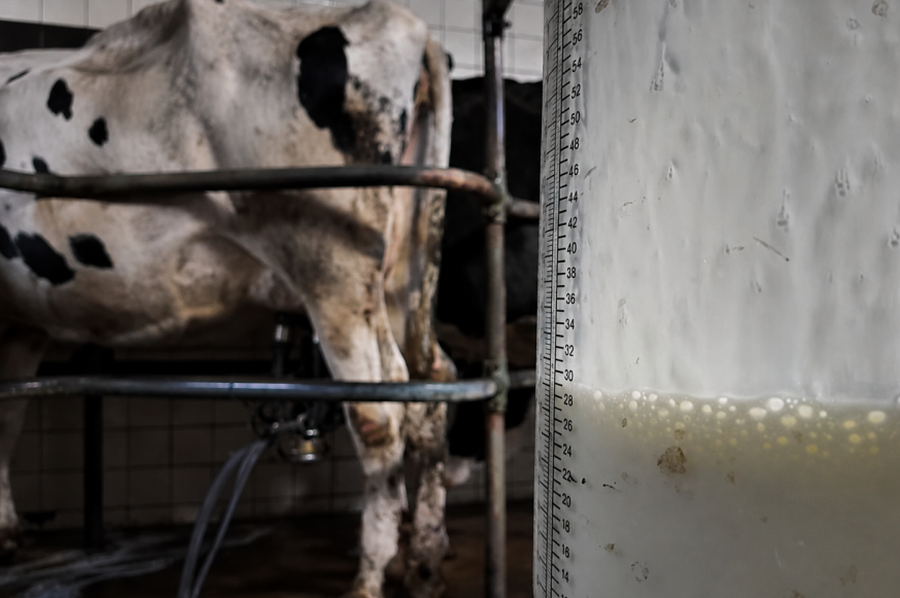 Preocupación por la crisis del sector tambero: advierten que muchos productores están al límite
