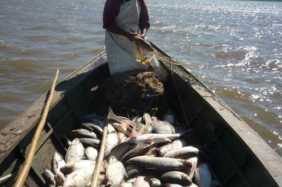 Suspenden por un año el acopio de pescado de río con destino a la exportación