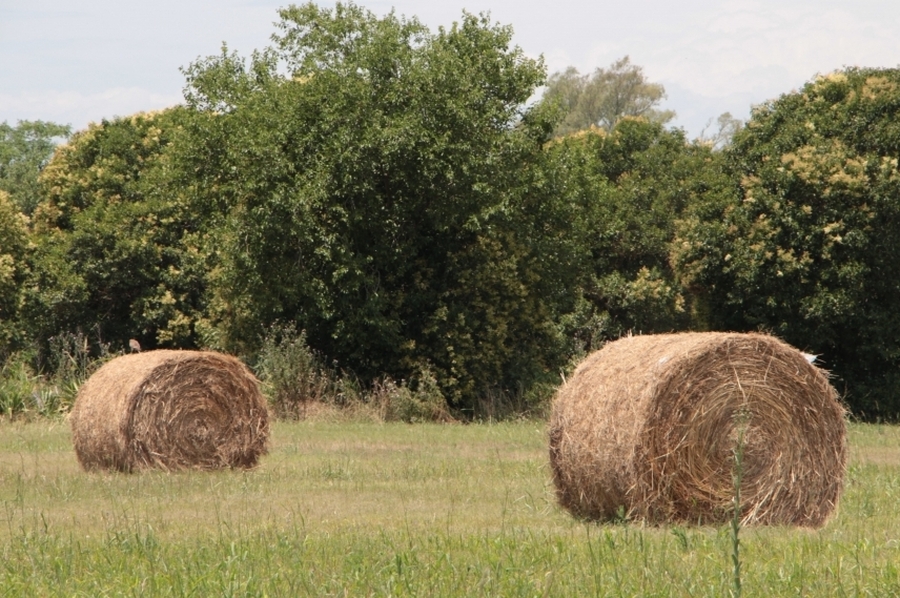 Se encuentran disponibles líneas de financiamiento para productores agropecuarios