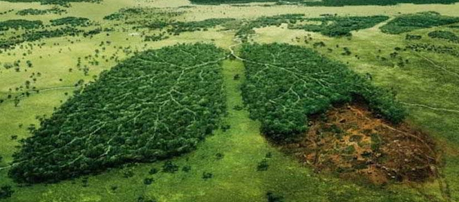 Día de las Organizaciones Ecológicas y Ambientales