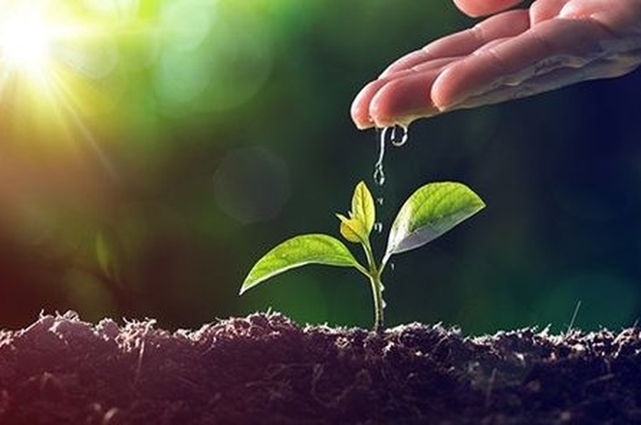Donde te planten... ¡Florece!