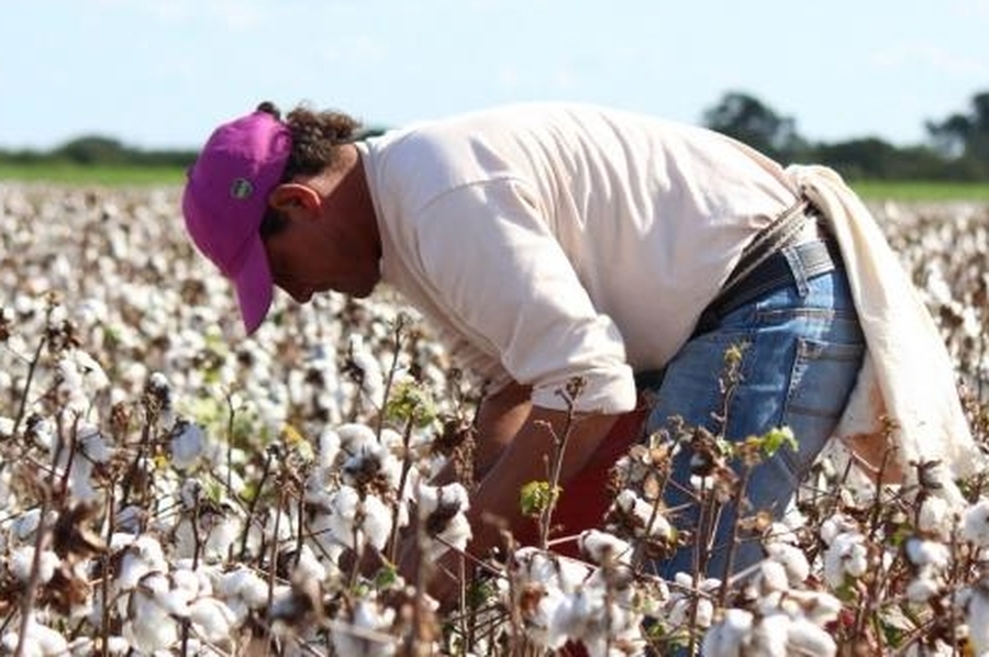 Las lluvias retrasaron el final de la cosecha de algodón en el norte santafesino