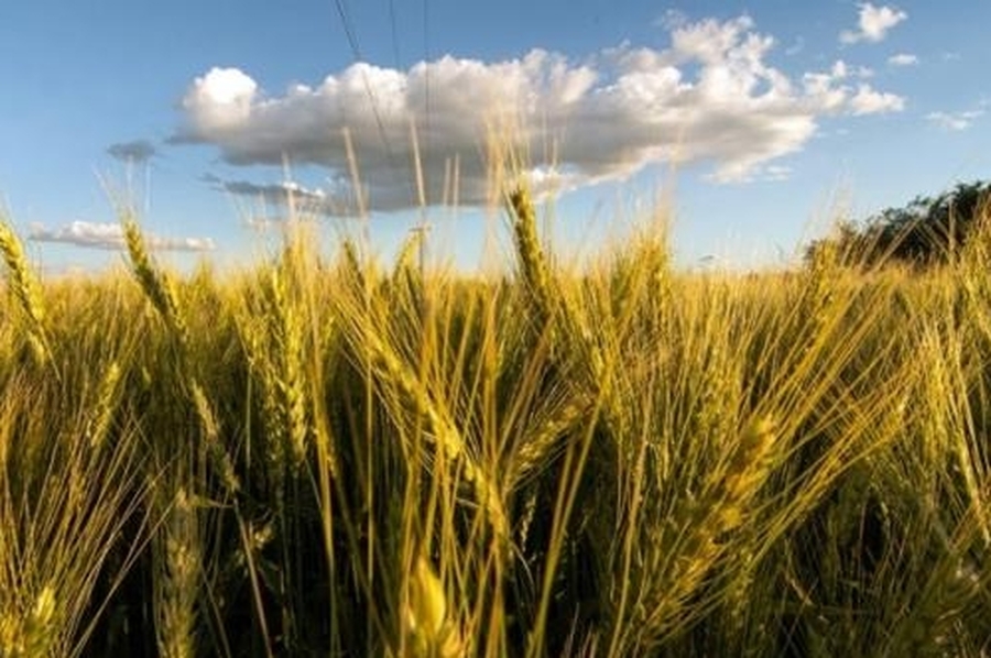 Las lluvias cambiaron las expectativas de siembra de los productores de Santa Fe