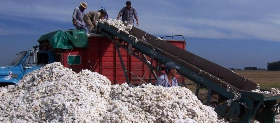 Finalizaron los cultivos de algodón y de sorgo