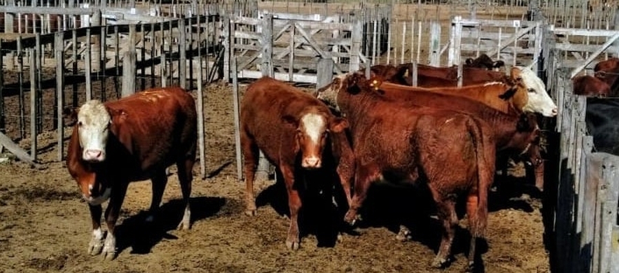 Aires del Interior en la Expo Carne de San Cristóbal