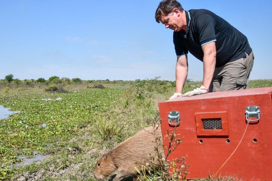 Biodiversidad: Provincia liberó fauna silvestre rehabilitada en el norte santafesino