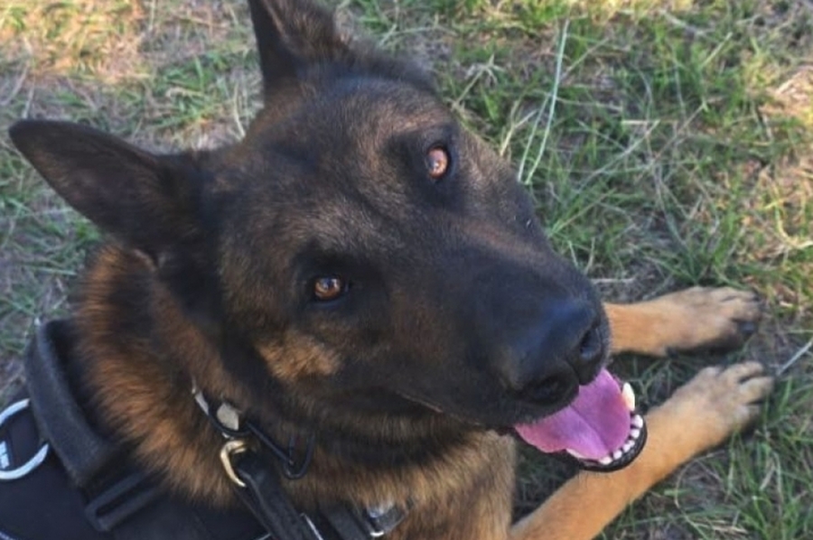 Perros de la PDI se consagraron campeón y subcampeón argentinos en una prestigiosa competencia en Córdoba