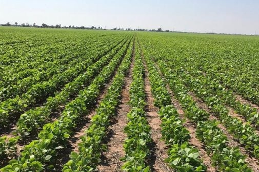Finalizó la cosecha de soja tardía con rendimientos 