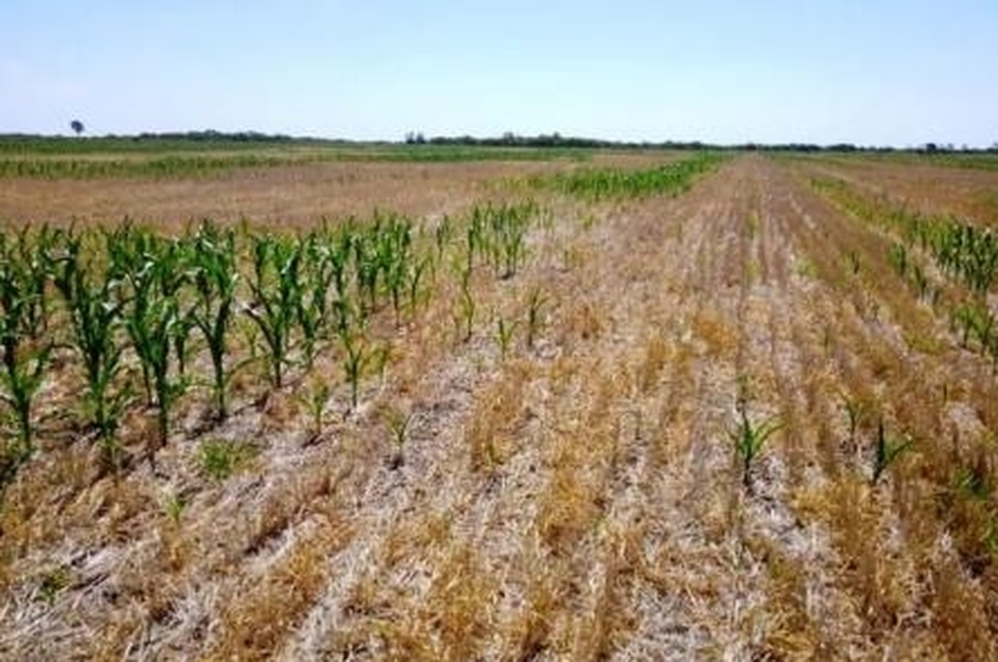 La Sociedad Rural de San Justo y la sequía: “La situación es muy compleja”