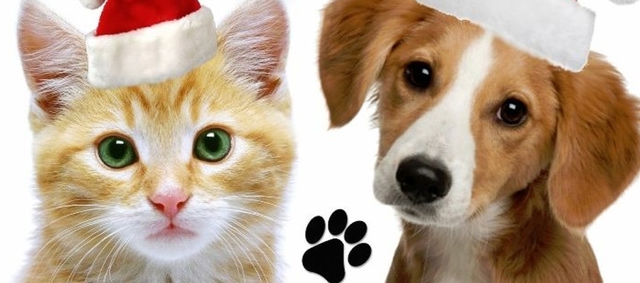 Pirotecnia en las fiestas y las mascotas