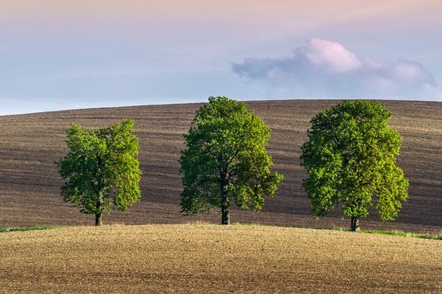 Los tres arboles