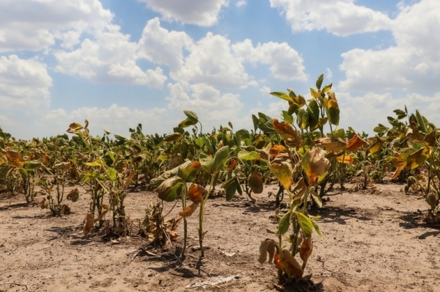 Emergencia agropecuaria en Santa Fe: la Comisión Nacional avaló la prórroga solicitada por Provincia